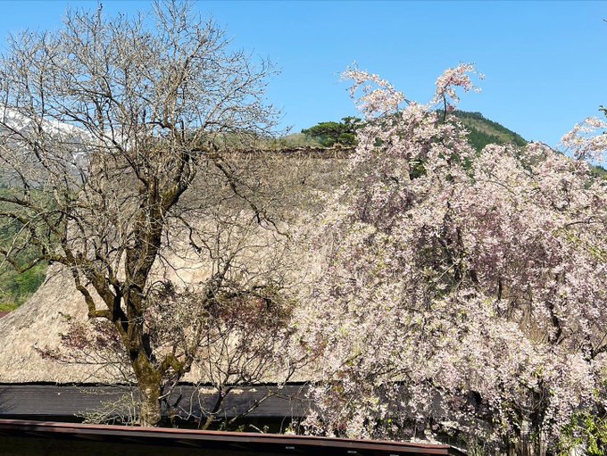 桜｜媒体3