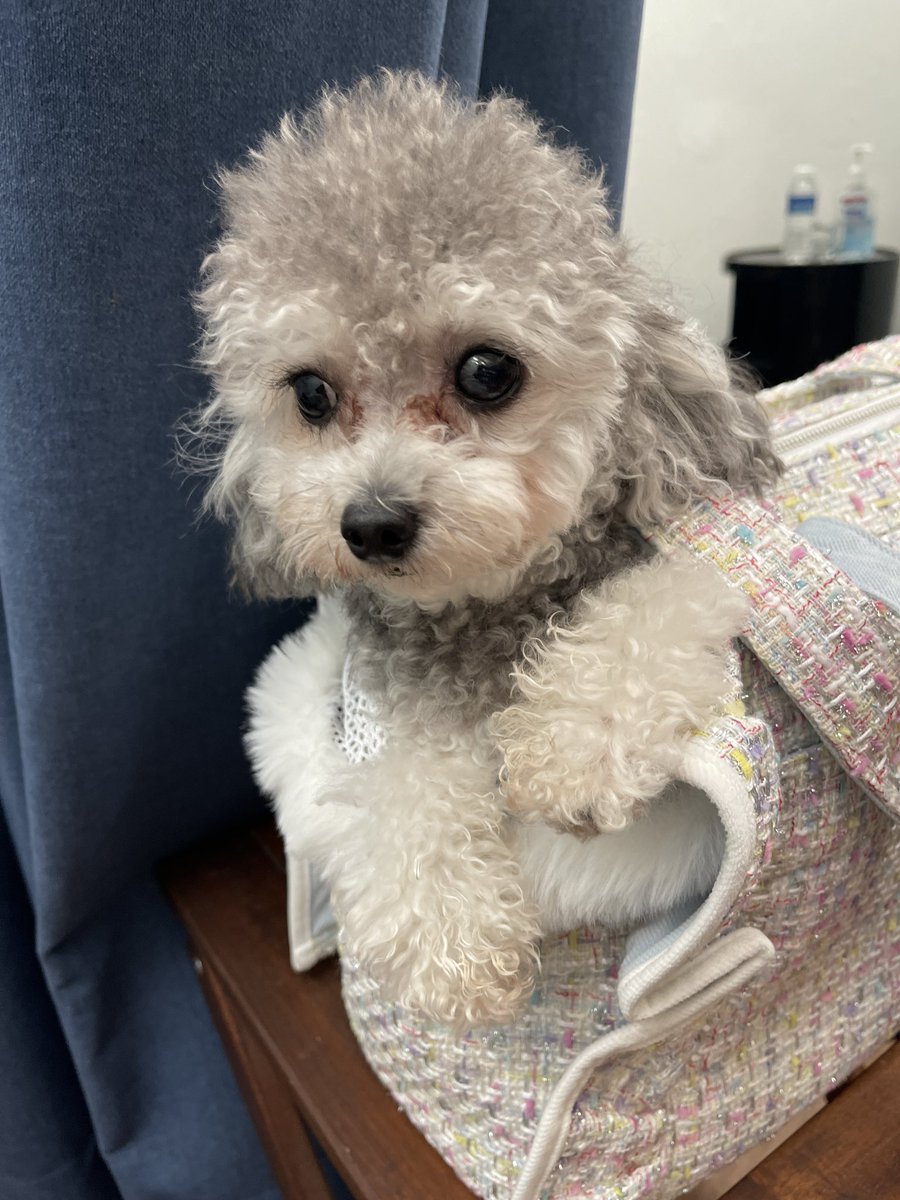 My lovely dog｜媒体1